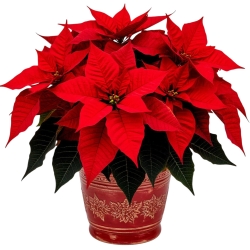 Новогодние растения