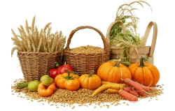 Сбор и переработка урожая