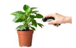 Уход за растениями