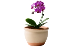 Комнатное цветоводство