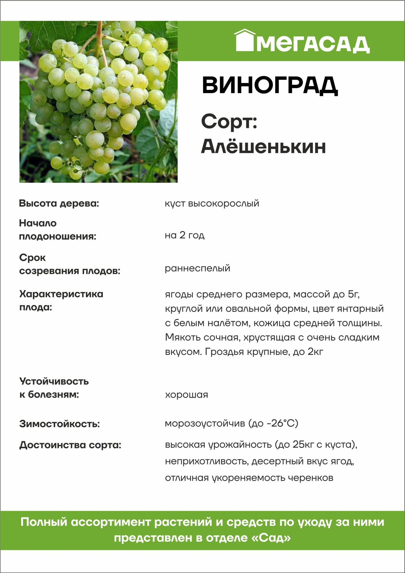 Виноград Алешенькин саженцы. Супага виноград описание. Виноград Алёшенькин описание сорта фото. Виноград Алёшенькин фото.