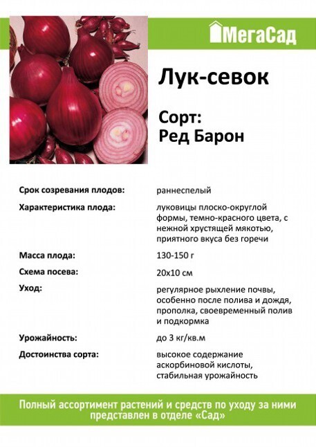 лук барон описание сорта. лук севок красный ред барон. лук барон описание сорта. лук севок ред барон описание.