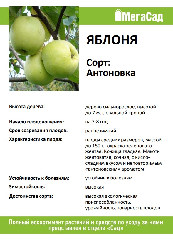 Саженец Яблоня Антоновка обыкновенная (в сетке с комом) купить с ...