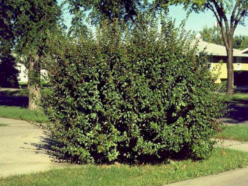 Рост кустарников. Кизильник черноплодный. Кизильник черноплодный кустарник. Кизильник черноплодный габитус. Арония кизильник.