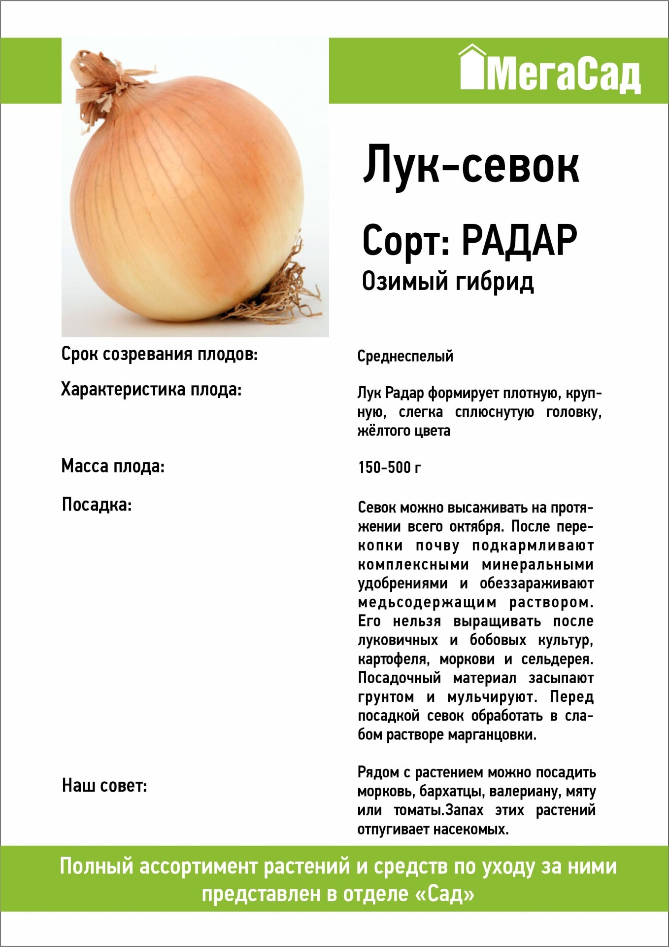 Лук описание сортов. Лук озимый радар описание сорта. Радар лук севок характеристика. Лук репчатый радар описание сорта. Сорт лука радар.