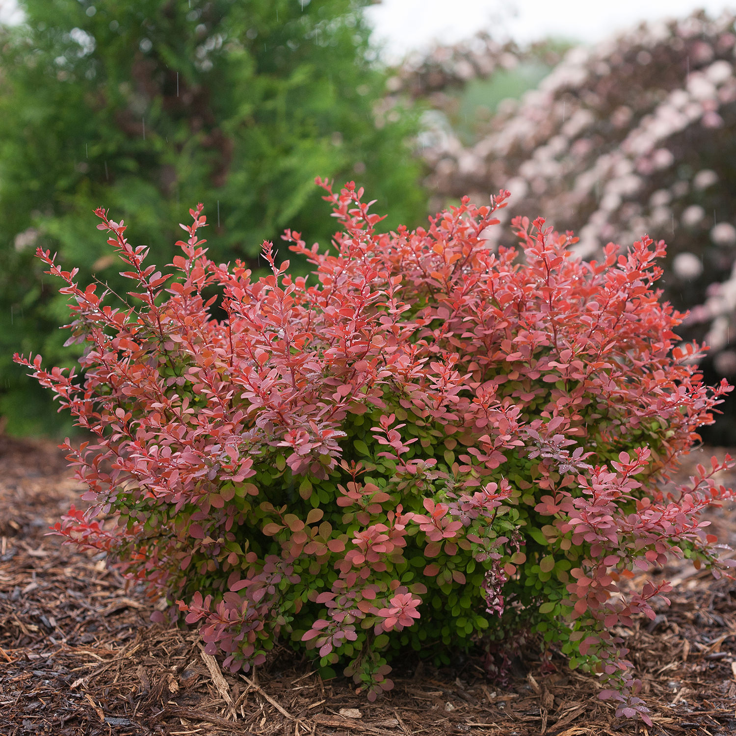 Барбарис Тунберга Berberis