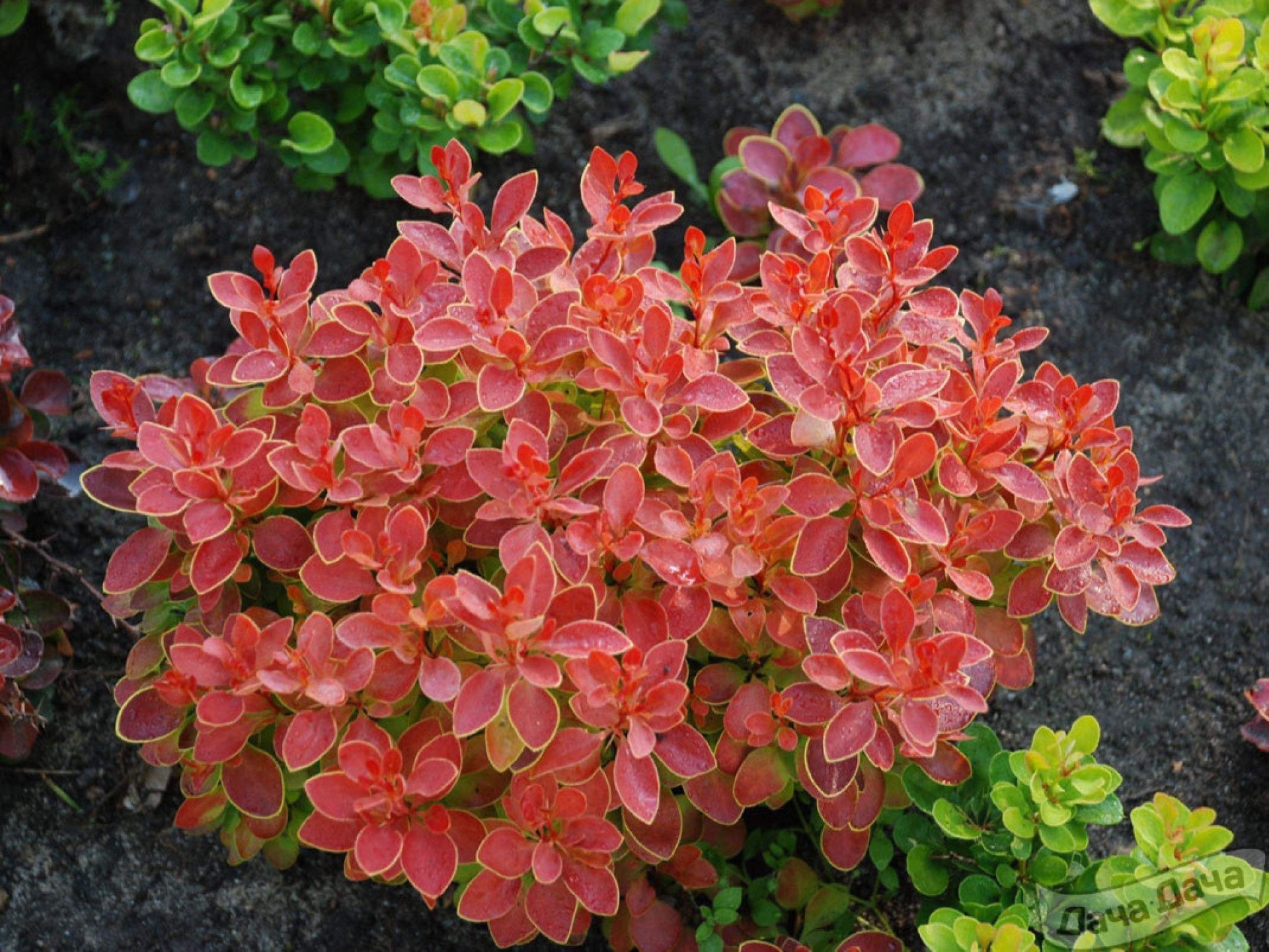 Барбарис. Барбарис Тунберга Адмирейшн. Барбарис Тунберга (Berberis thunbergii). Барбарис Тунберга admiration. Барбарис Тунберга Адмирейшн Berberis thunbergii admiration.