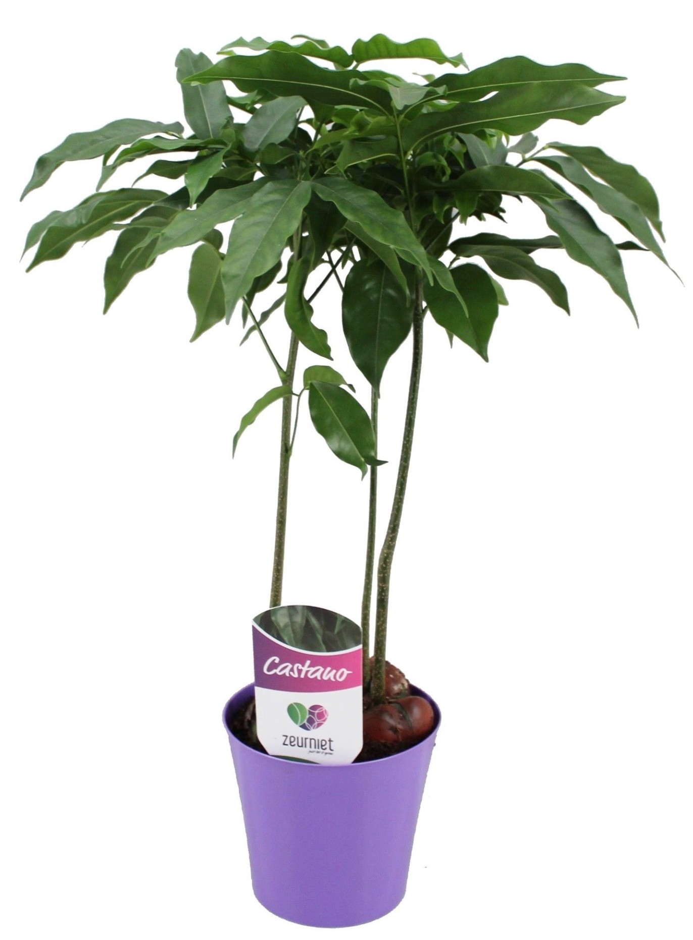 Растение Кастаноспермум d12 h45 купить с доставкой в МЕГАСТРОЙ Стерлитамак