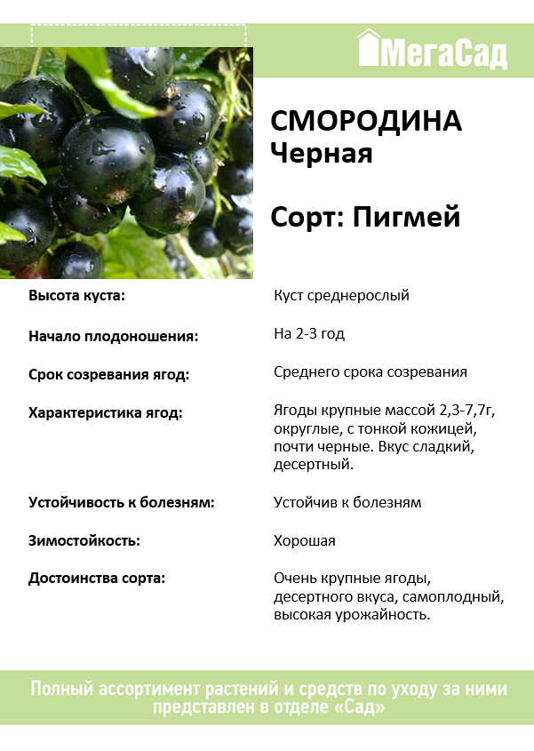 Смородина пигмей описание фото отзывы