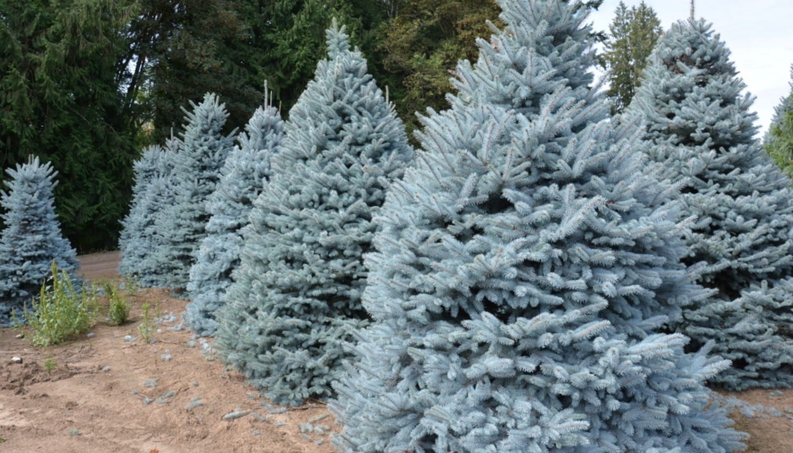 Ель колючая Глаука Picea pungens glauca