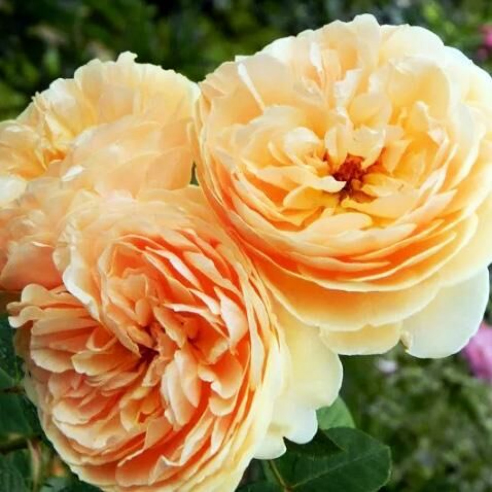 роза английская тизинг джорджия. розы дэвида остина тизинг джорджия. роза английская тизинг джорджия. роза английская джорджия. розы дэвида остина тизинг джорджия.